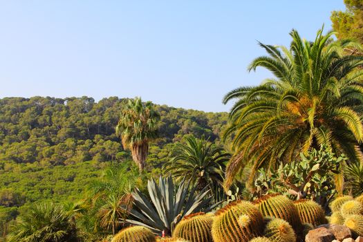 Landscape with cactus in Tenerife, Canary Islands, Spain