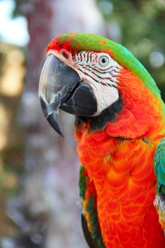 Portrait of a beautiful colorful Macaw parrot close-up
