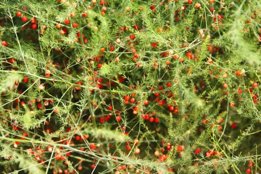 Red berries on decorative bush outdoors at sunny day