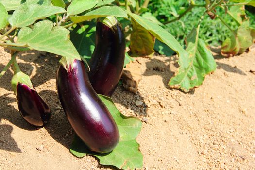 Eggplant fruits growing in the garden close up