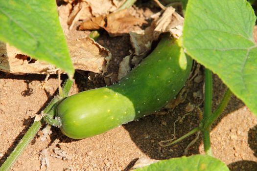 cucumber plant with one fruit outdoors in garden