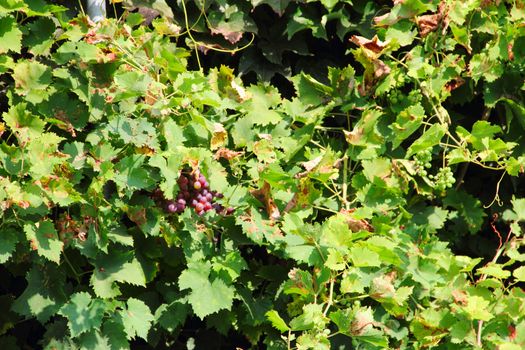 Red Grapes on the Vine close up outdoors