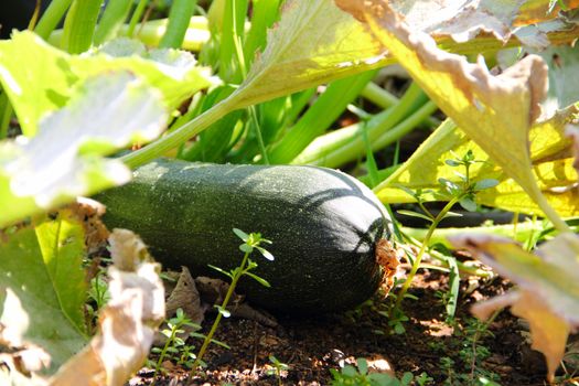 Closeup view of mature zucchini outdoors in garden