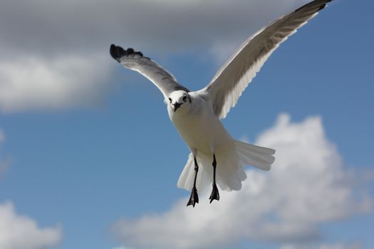 An inquisitive seagull in flight