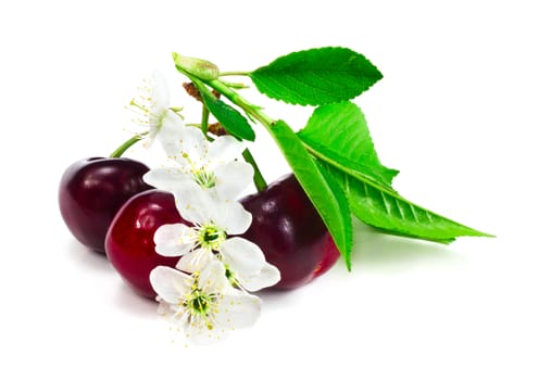 Cherry with leafs and flowers isolated on white background