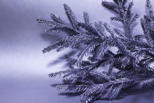 Silver branch of christmas fir tree