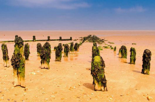 Seaweed covered posts on the beach at Leysdown in Kent UK