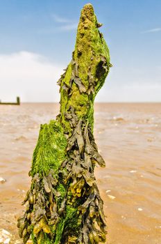 Very worn and weathered groyne post covered in seaweed on a UK beach