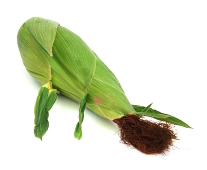Closed ear of corn isolated on a white background 