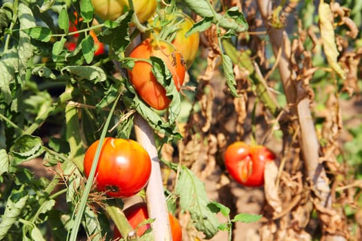 Ripe tomatoes on branch outdoors in summer day