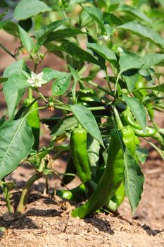 Green pepper plant with fruits in garden outdoors