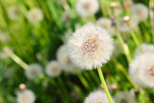 Spring dandelions and green grass macro close up