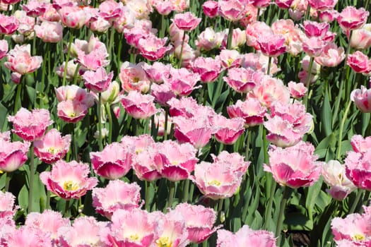 Beautiful spring pink tulips at sunny day