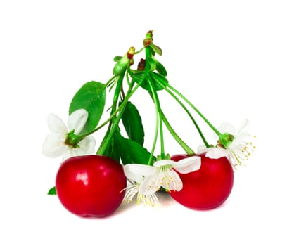 Cherry with leafs and flowers isolated on white background