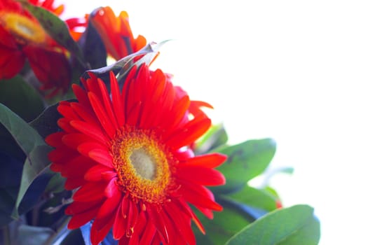 Beautiful red gerbera bouquet close up on white