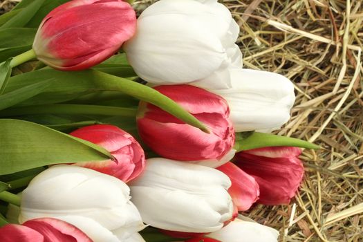 Beautiful spring fresh white and pink tulips on hay