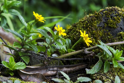 small yellow flowers from hawaii on the side of a mossy rock