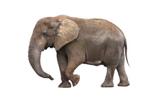 Adult walking elephant isolated on white background