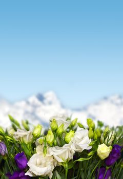 white and violet lisianthus flowers in mountains