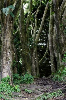 Jungle on the island of Big island of Hawaii state