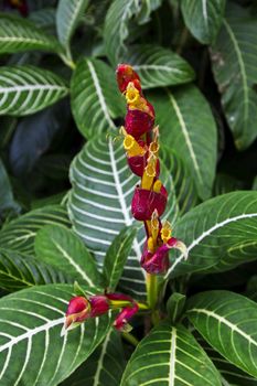 small red and yellow hawaiian flower