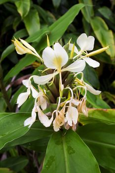 close up of ginger lily growing in the wild