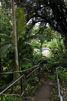 Concrete path in a jungle going to a parking lot