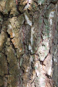Tree bark texture macro close up