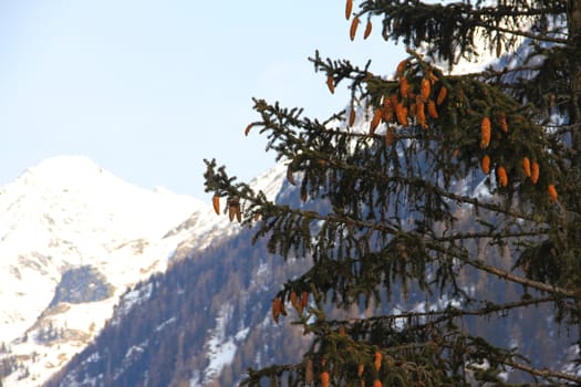 Fir in  High mountains beautiful winter panorama