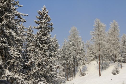 Winter mountain forest under blue sky