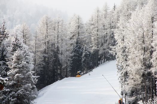 Winter forest in mountains with snowy firs