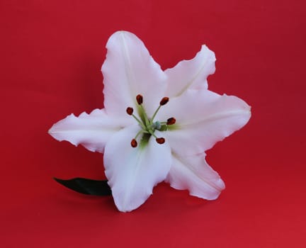 One lily flower macro isolated on red