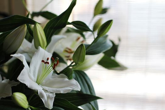 Beautiful fresh lily bouquet macro close up