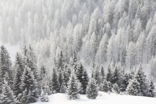 Mountain forest of fir trees covered with frost in winter