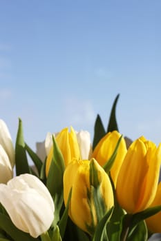 Bautiful white and yellow tulips on sky background