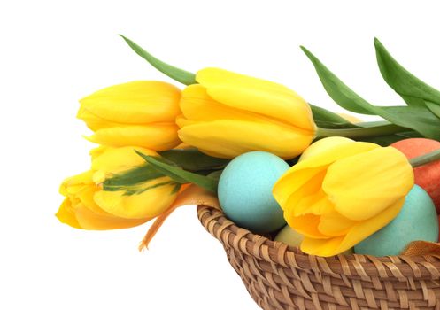 Colorful easter eggs in basket and tulips isolated on white corner composition