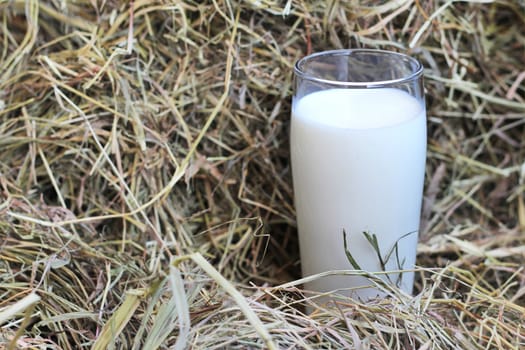 Glass of fresh natural milk on hay