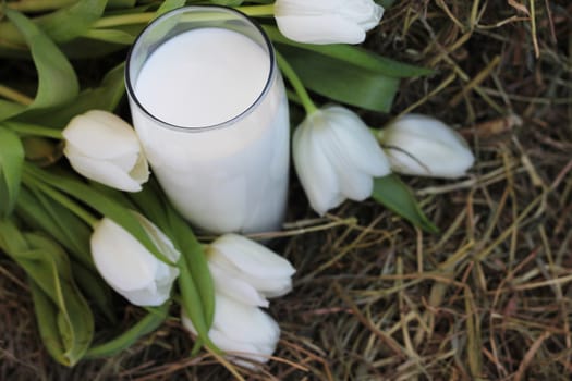 Glass of fresh natural milk and white tulips on hay top view