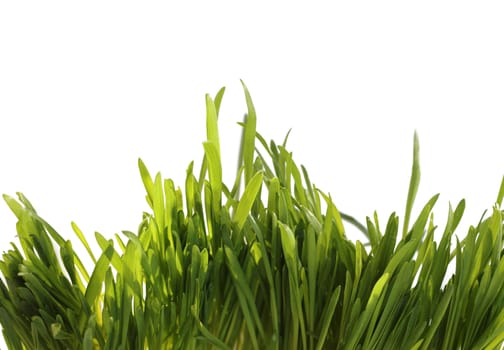 Fresh spring green grass isolated on white background