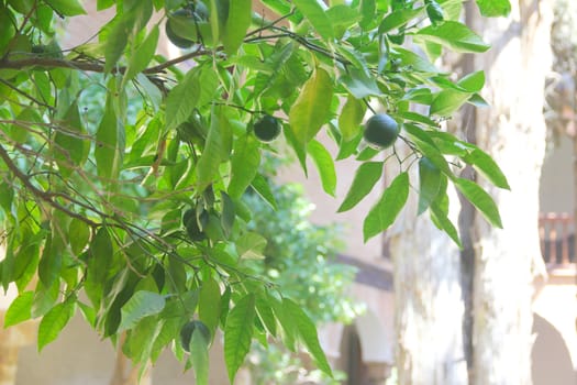 Fresh green limes on garden tree close up