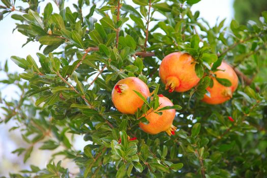 Pomegranate fruit on the tree in leaves close-up