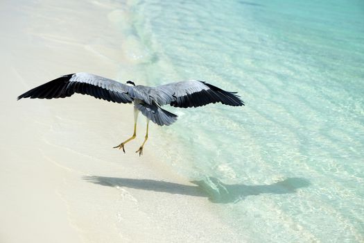 Heron at the beach on Maldivian island