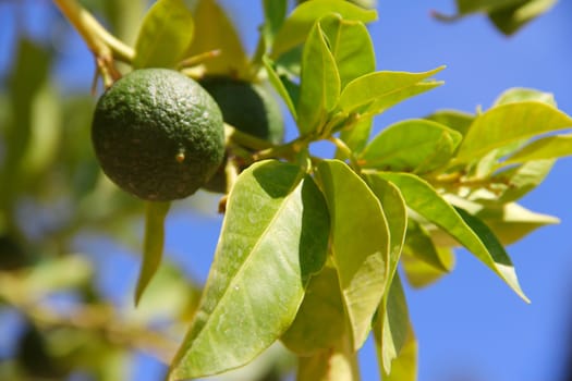 Fresh green limes on garden tree close up