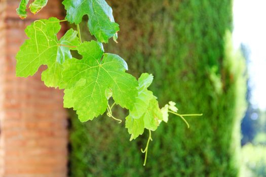 Young green vine branch outdoors in the garden