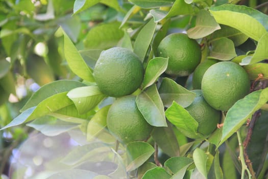 Fresh green limes on garden tree close up