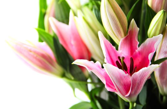 Pink lily bouquet closeup isolated on white