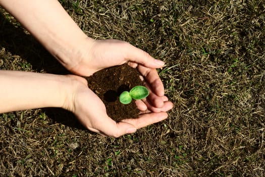 Small green sapling in female hands