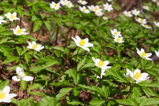 Beautiful spring windflowers macro closeup