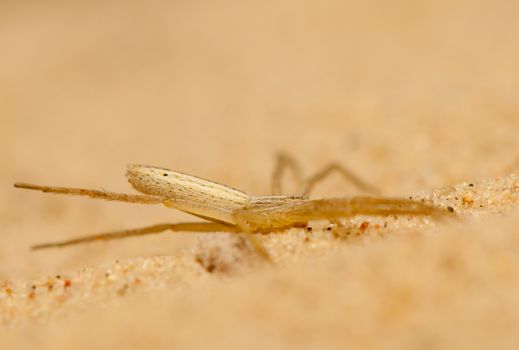 Tibellus oblongus