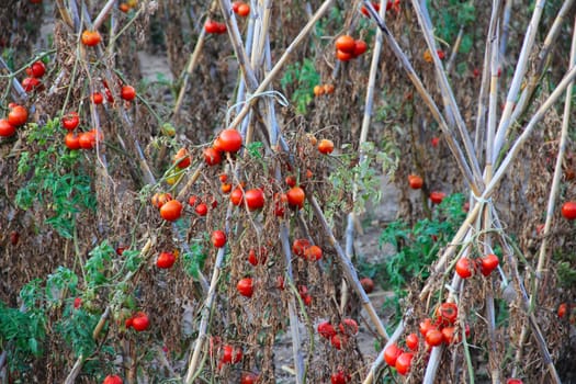 Ripe tomatoes on branch outdoors in summer day